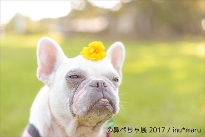 鼻ぺちゃ展