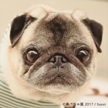 鼻ぺちゃ展