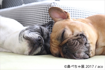 鼻ぺちゃ展