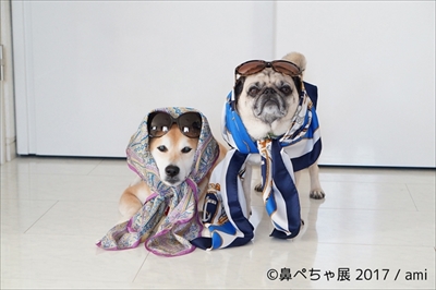 鼻ぺちゃ展
