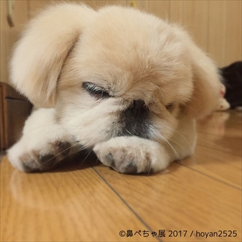 鼻ぺちゃ展
