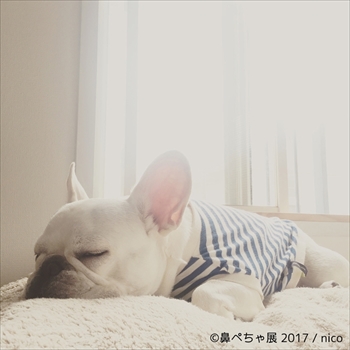 鼻ぺちゃ展