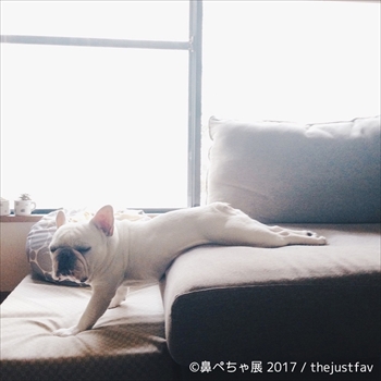 鼻ぺちゃ展