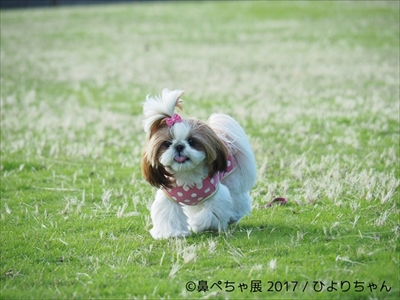 鼻ぺちゃ展
