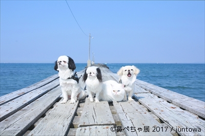 鼻ぺちゃ展
