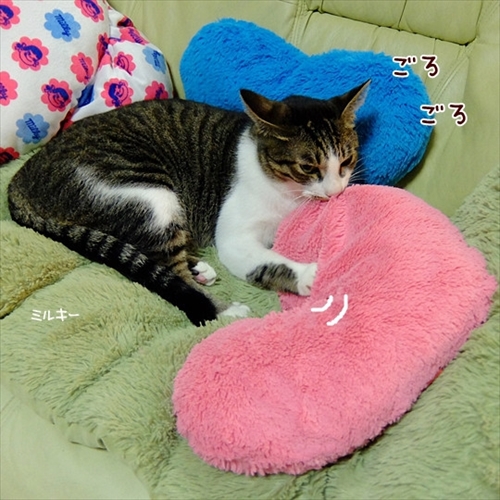 柴犬ひかりといちごと猫ミルキー