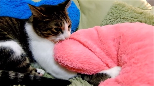 柴犬ひかりといちごと猫ミルキー