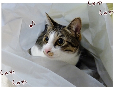 柴犬ひかりといちごと猫ミルキー