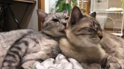 猫 愛情表現 ヘタ 怒られる