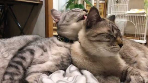 猫 愛情表現 ヘタ 怒られる