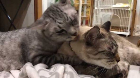 猫 愛情表現 ヘタ 怒られる