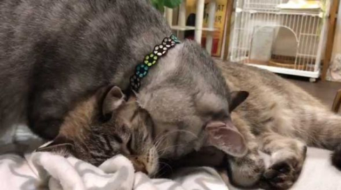 猫 愛情表現 ヘタ 怒られる