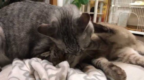 猫 愛情表現 ヘタ 怒られる