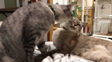 猫 愛情表現 ヘタ 怒られる