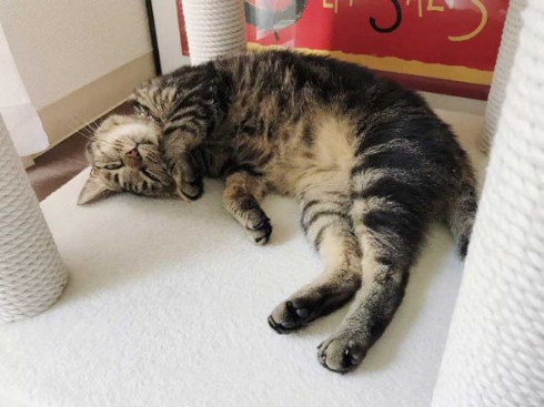 猫 愛情表現 ヘタ 怒られる