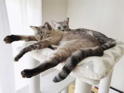 猫 愛情表現 ヘタ 怒られる