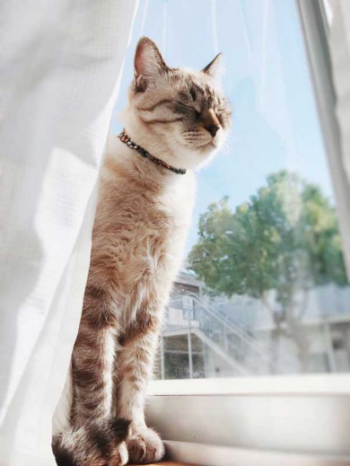 猫 愛情表現 ヘタ 怒られる
