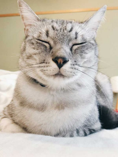 猫 愛情表現 ヘタ 怒られる