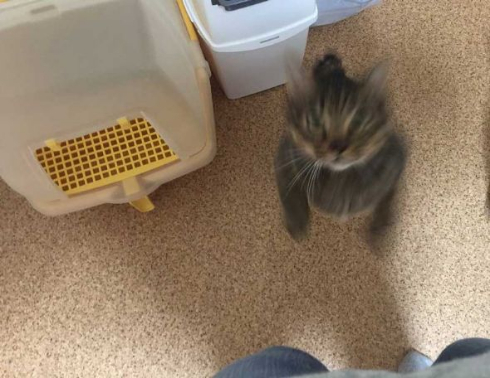 猫 携帯 壊れた ジャンプ