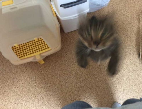 猫 携帯 壊れた ジャンプ