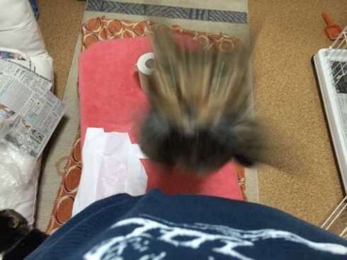 猫 携帯 壊れた ジャンプ