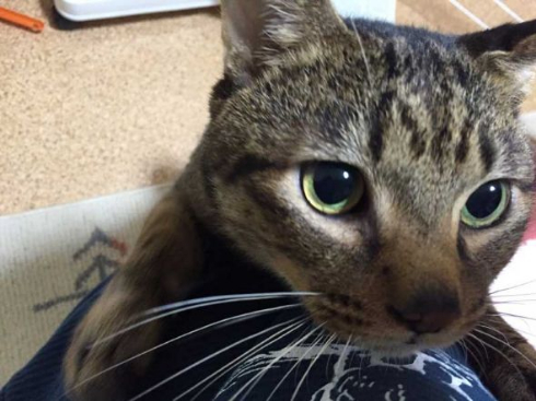 猫 携帯 壊れた ジャンプ