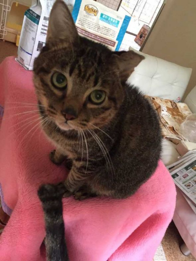 猫 携帯 壊れた ジャンプ