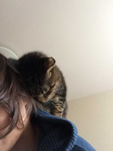 猫 携帯 壊れた ジャンプ