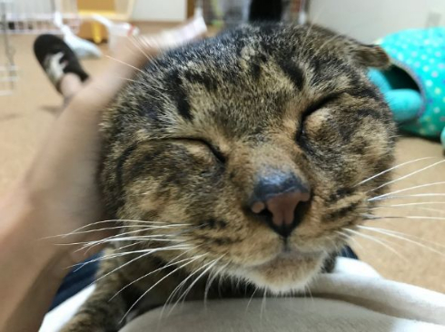 猫 携帯 壊れた ジャンプ