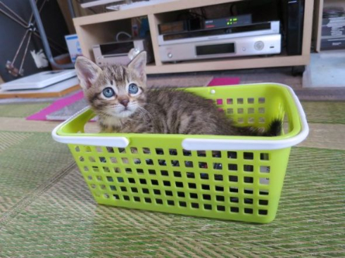 猫ビフォーアフター