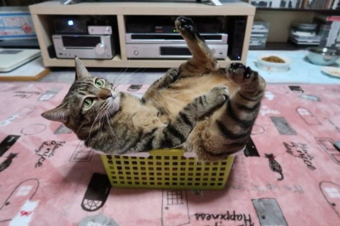 猫ビフォーアフター