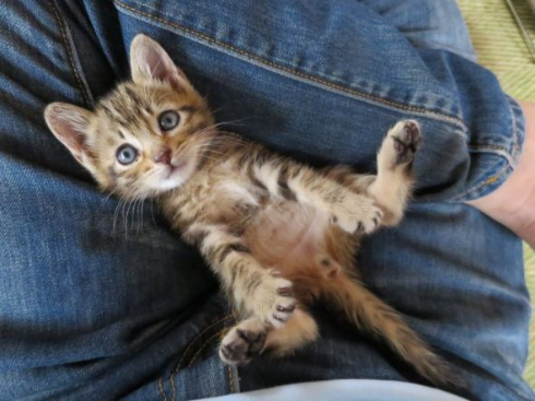 猫ビフォーアフター
