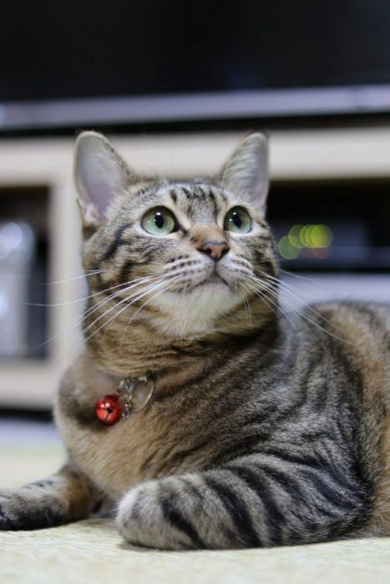 猫ビフォーアフター