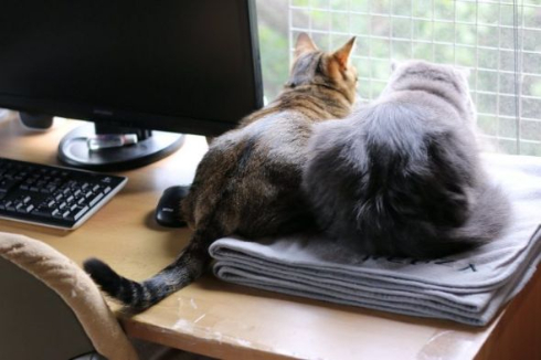 猫ビフォーアフター