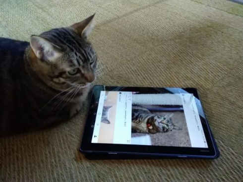 猫ビフォーアフター