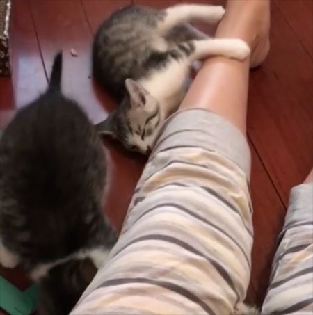 子猫
