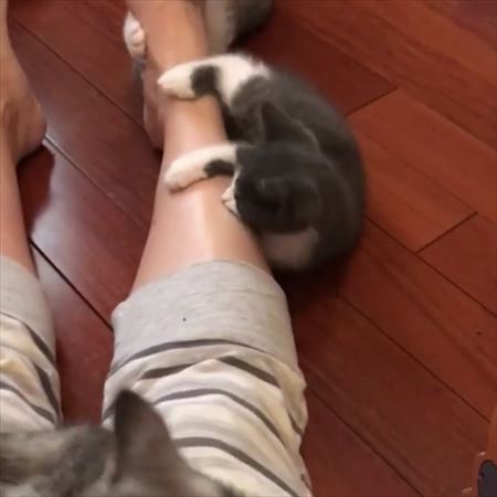 子猫