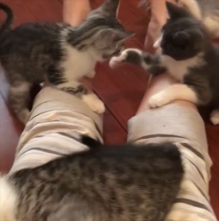 子猫