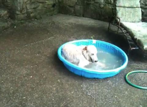 犬 水浴び