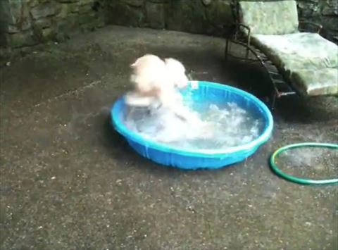 犬 水浴び