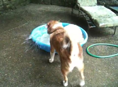 犬 水浴び