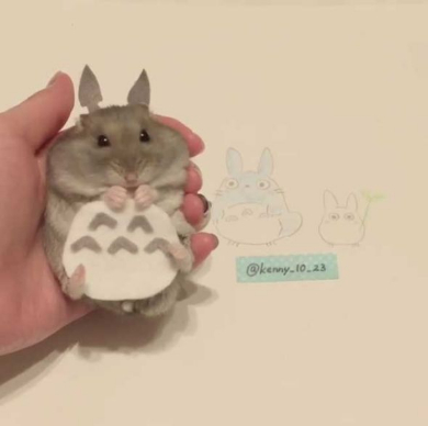 ハムスター トトロ 