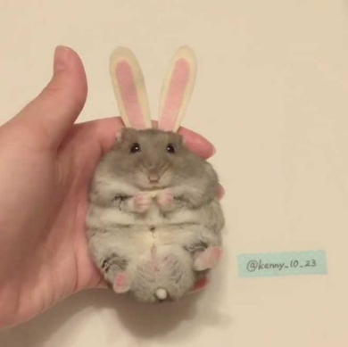 ハムスター トトロ 