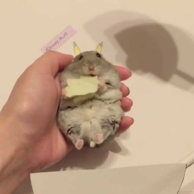 ハムスター トトロ 