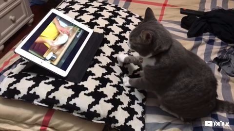 猫 料理