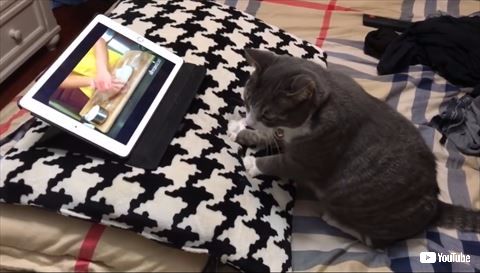 猫 料理