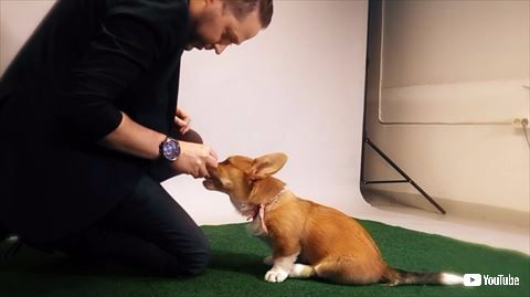 犬 手品