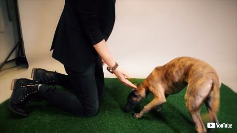 犬 手品