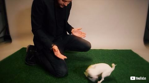 犬 手品