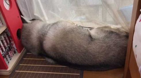 拗ねてる 犬 爪切り シベリアンハスキー